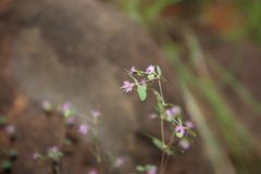 Euphorbia longistyla